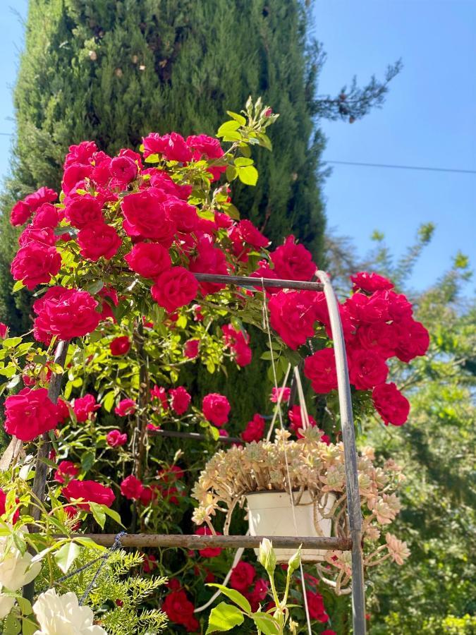 Casa Luba Otel Lucca Dış mekan fotoğraf